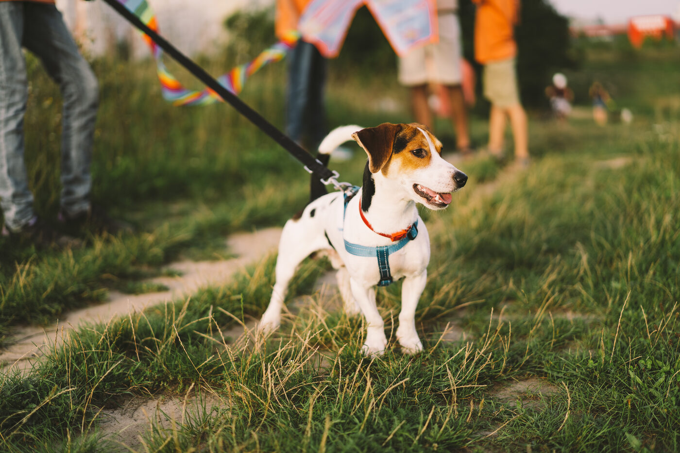 A Jack Russell terrier playing on green grass.