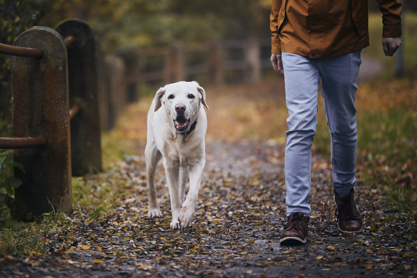 A dog walking with its owner down a path lined with autumn leaves.