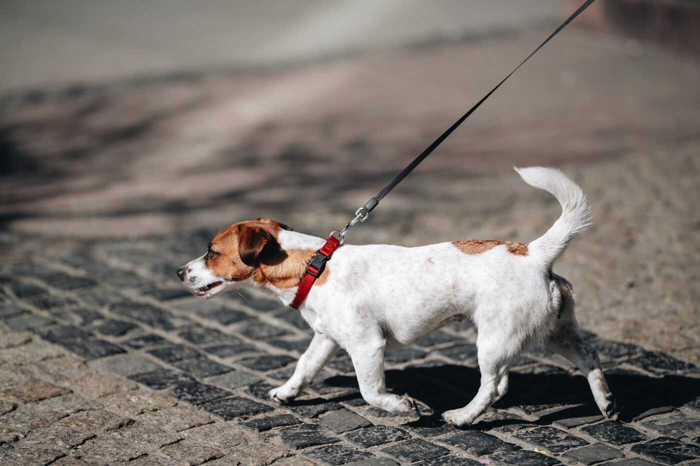 A happy small dog on a leash walking along a cobblestone path.